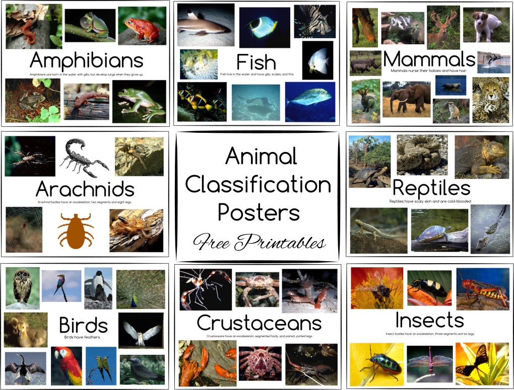 Animal Classification Posters And Games Free Printables - Free Printable Animal Classification Cards