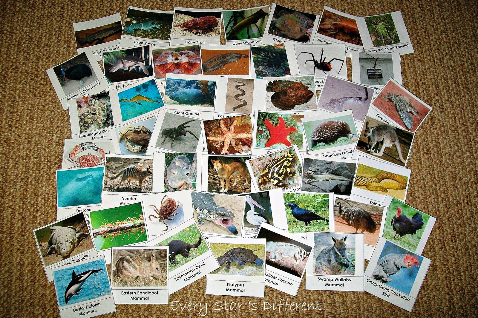 Free Printable Pictures of Australian Animals - Free Printable Pictures of Australian Animals